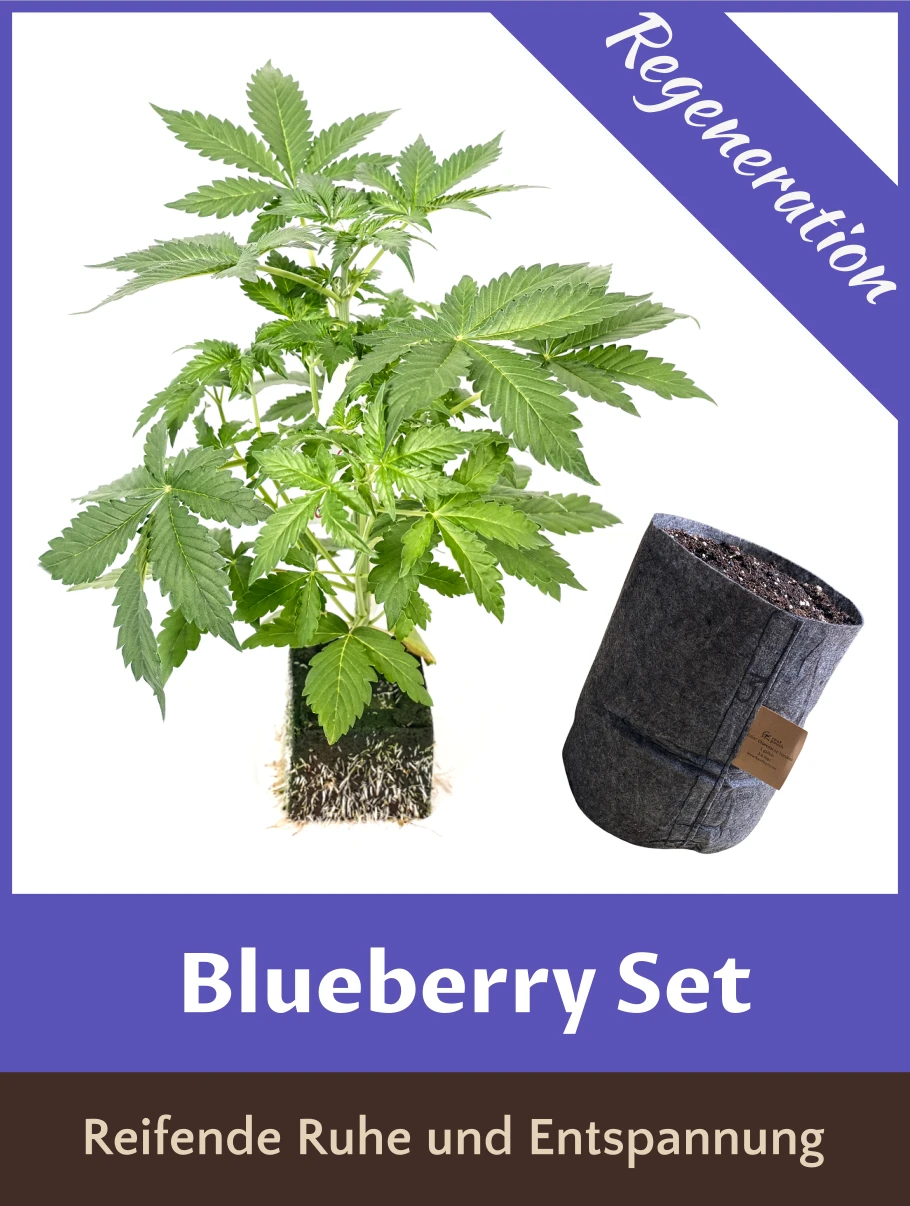 Blueberry Set