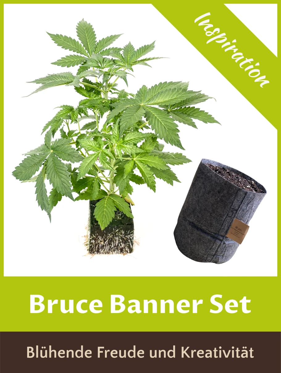 Bruce Banner Set