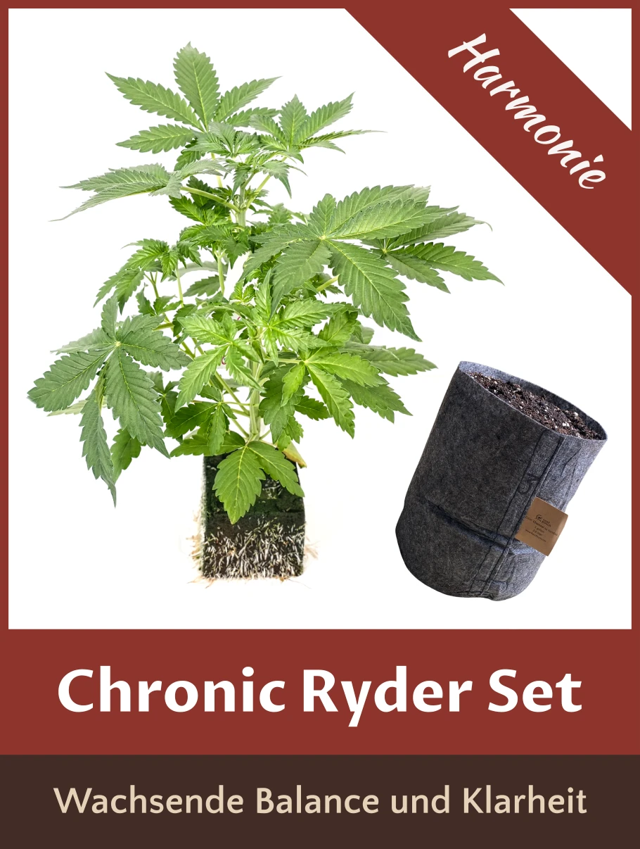 Chronic Ryder Set