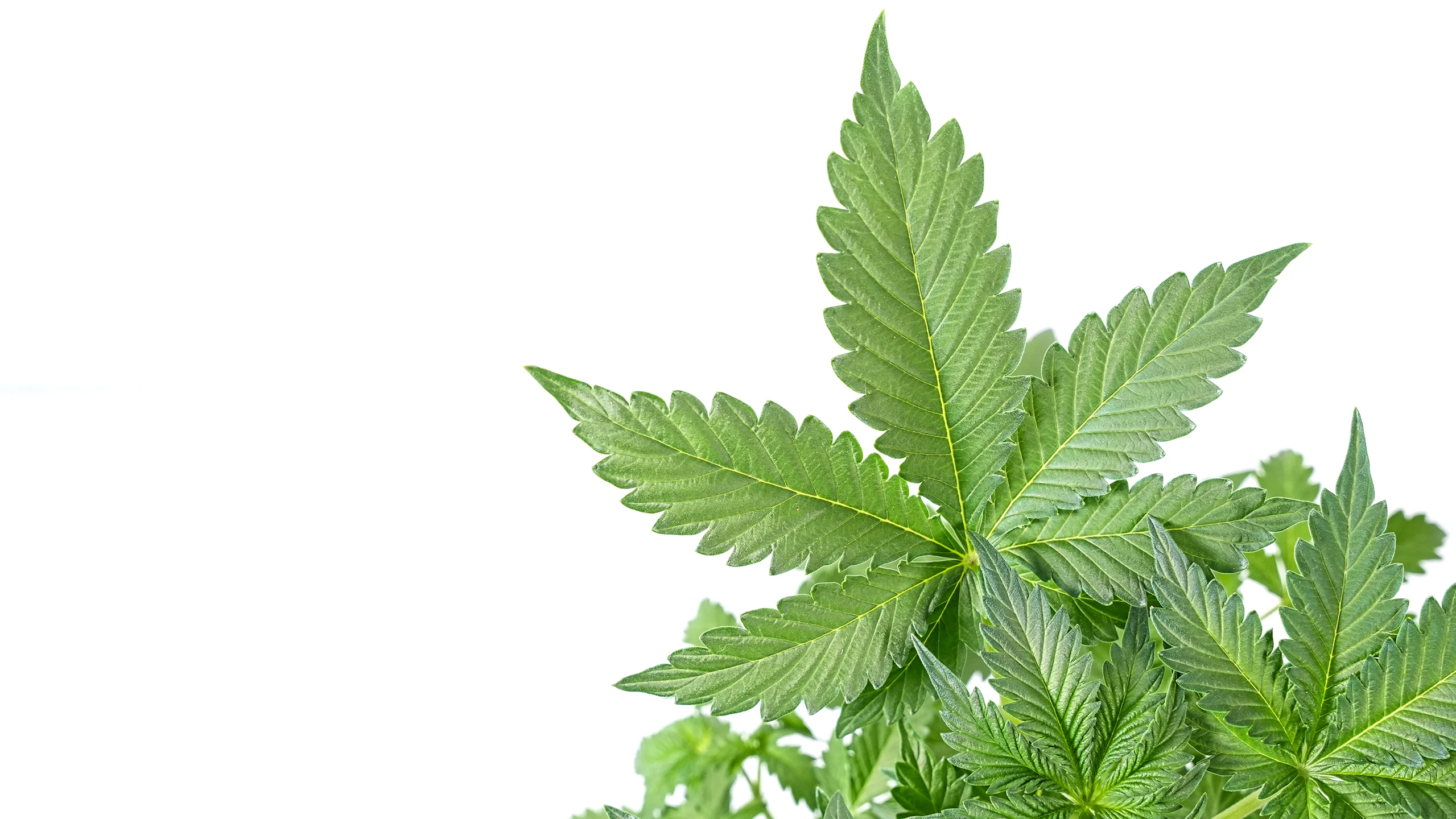 THC, CBD & Co: So beeinflussen Cannabinoide und Terpene unseren Körper