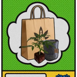Blueberry Set