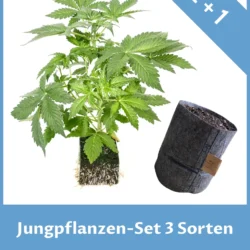 Jungpflanzen-Set 3 Sorten
