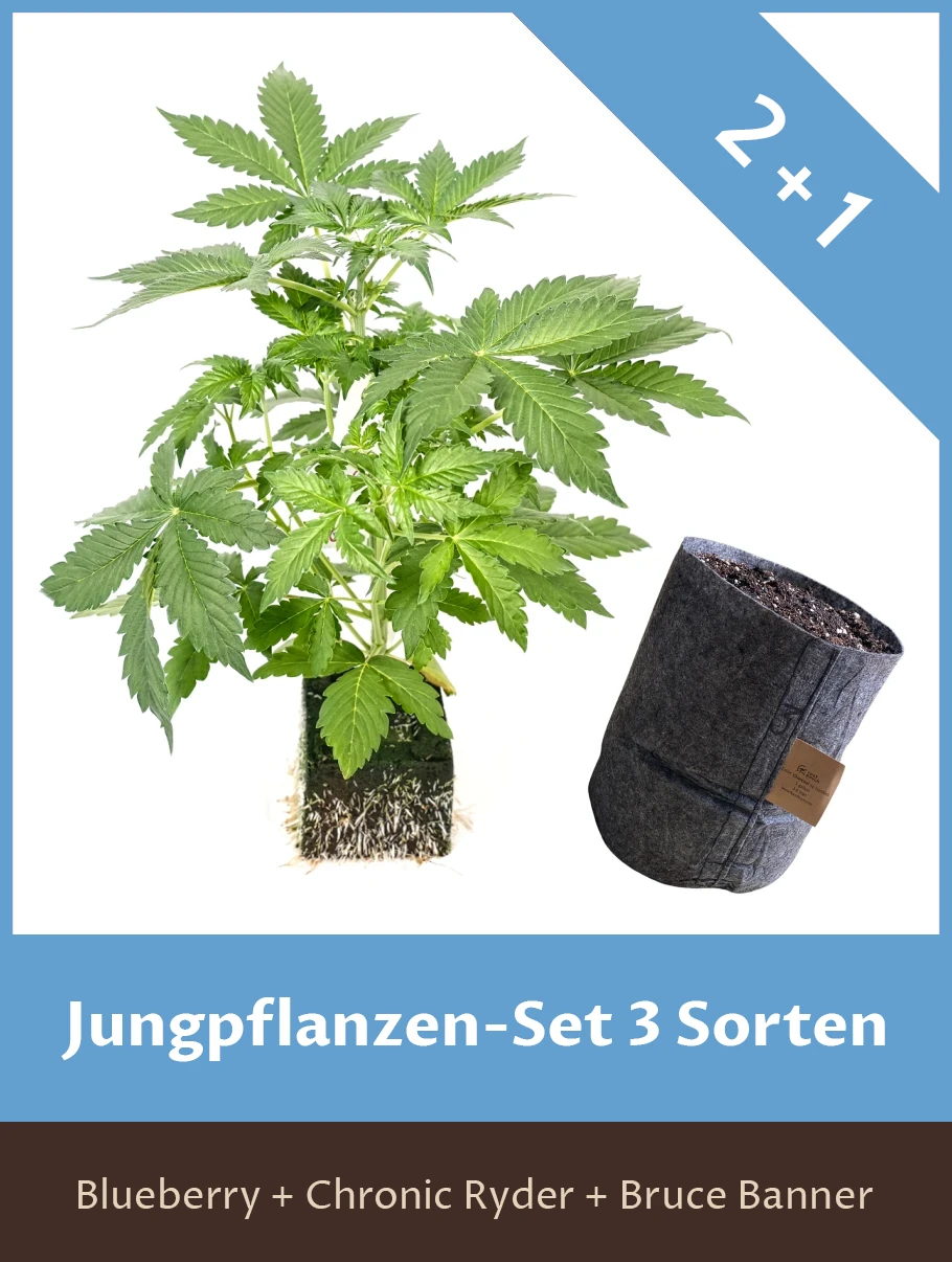 Jungpflanzen-Set 3 Sorten