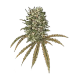 Lemon Amnesia 1:1