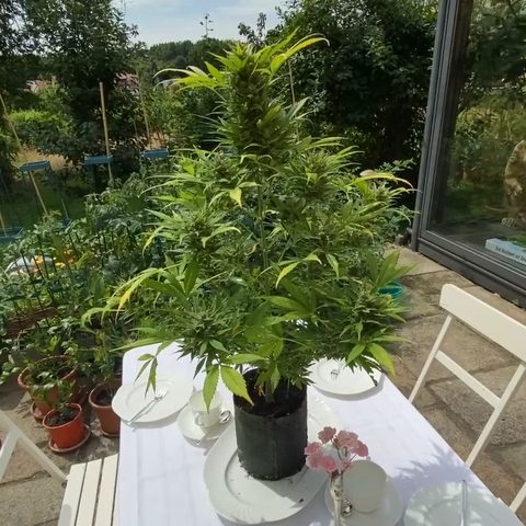 loop_mobile_versorgen